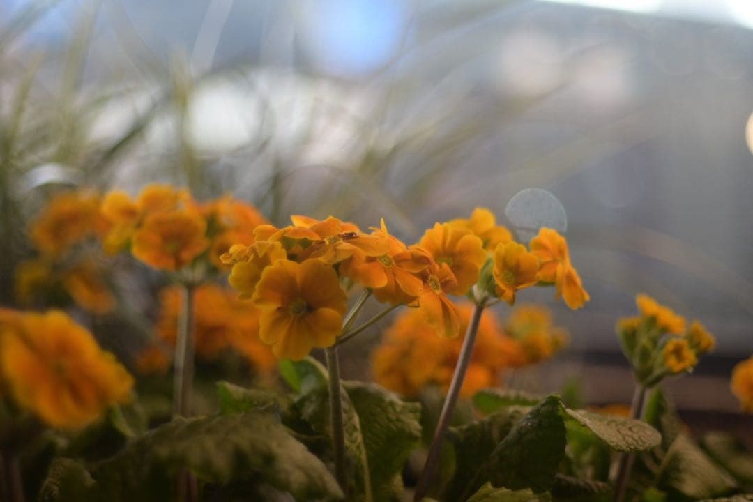 OH済　極上美品　Leica ライカ ズミタール Summitar 50mm