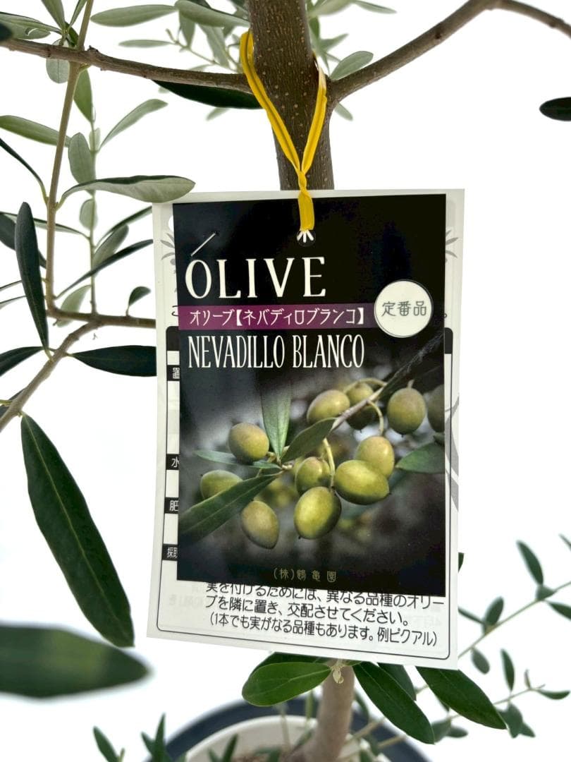 オリーブの木　ネバディロブランコ　8号　約165cm　NO.864　人気　現品