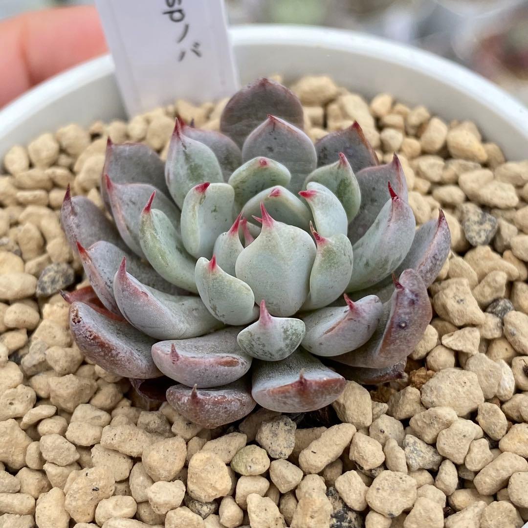 多肉植物　エケベリア　ザラゴーサSPノバ　札付き 花芽付き