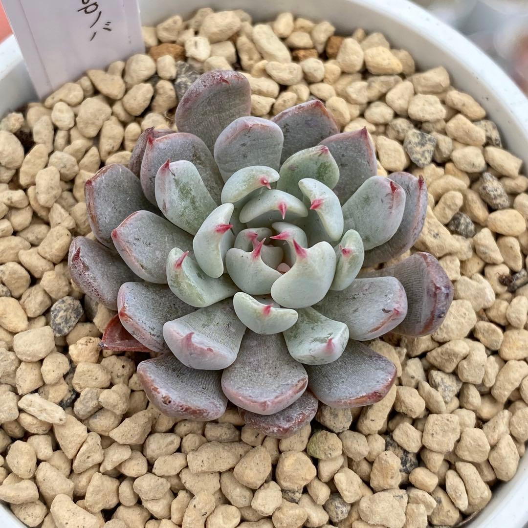 多肉植物　エケベリア　ザラゴーサSPノバ　札付き 花芽付き