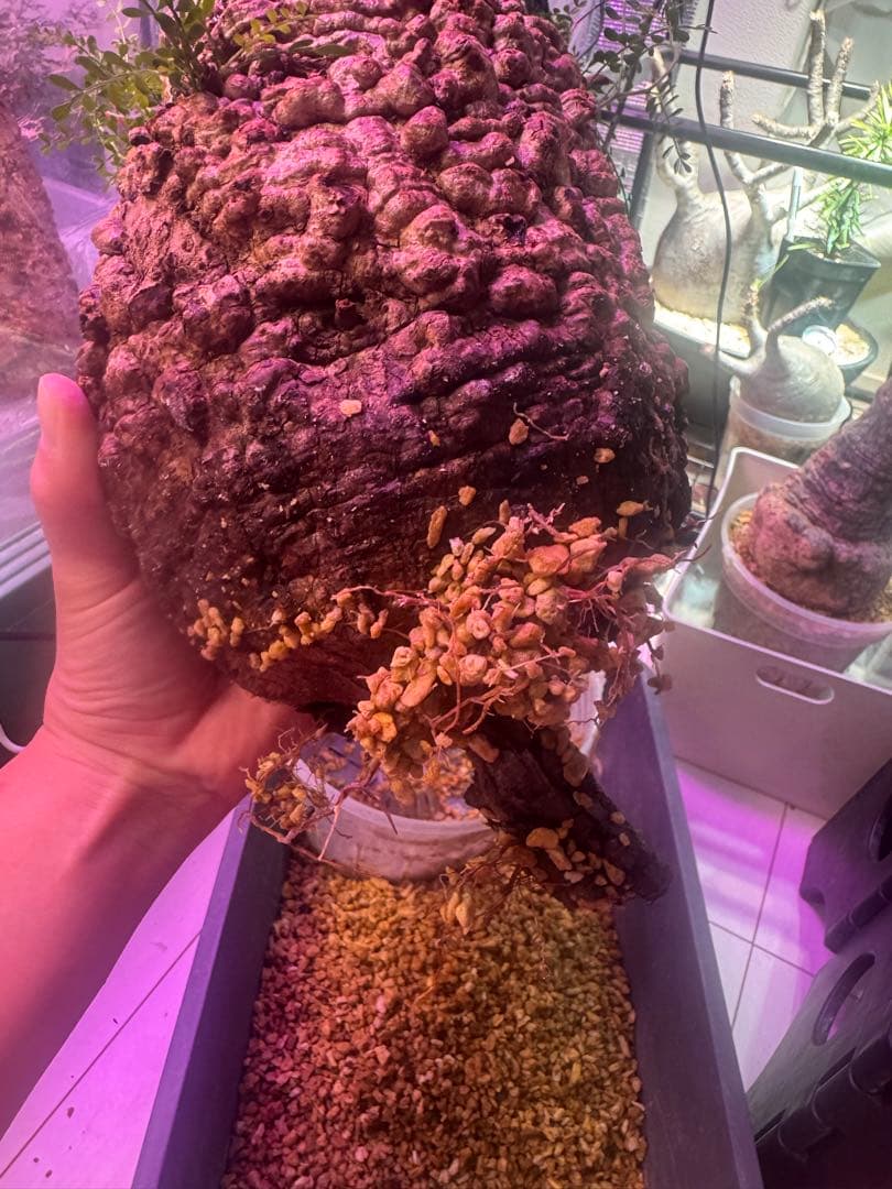 インボイス発行可 オペルクリカリア パキプス 幹幅16㎝ 発根済み 三州みやび鉢