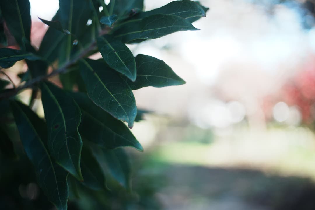 【整備＆テスト済】Nikon SERIES E 35mm F2.5 198