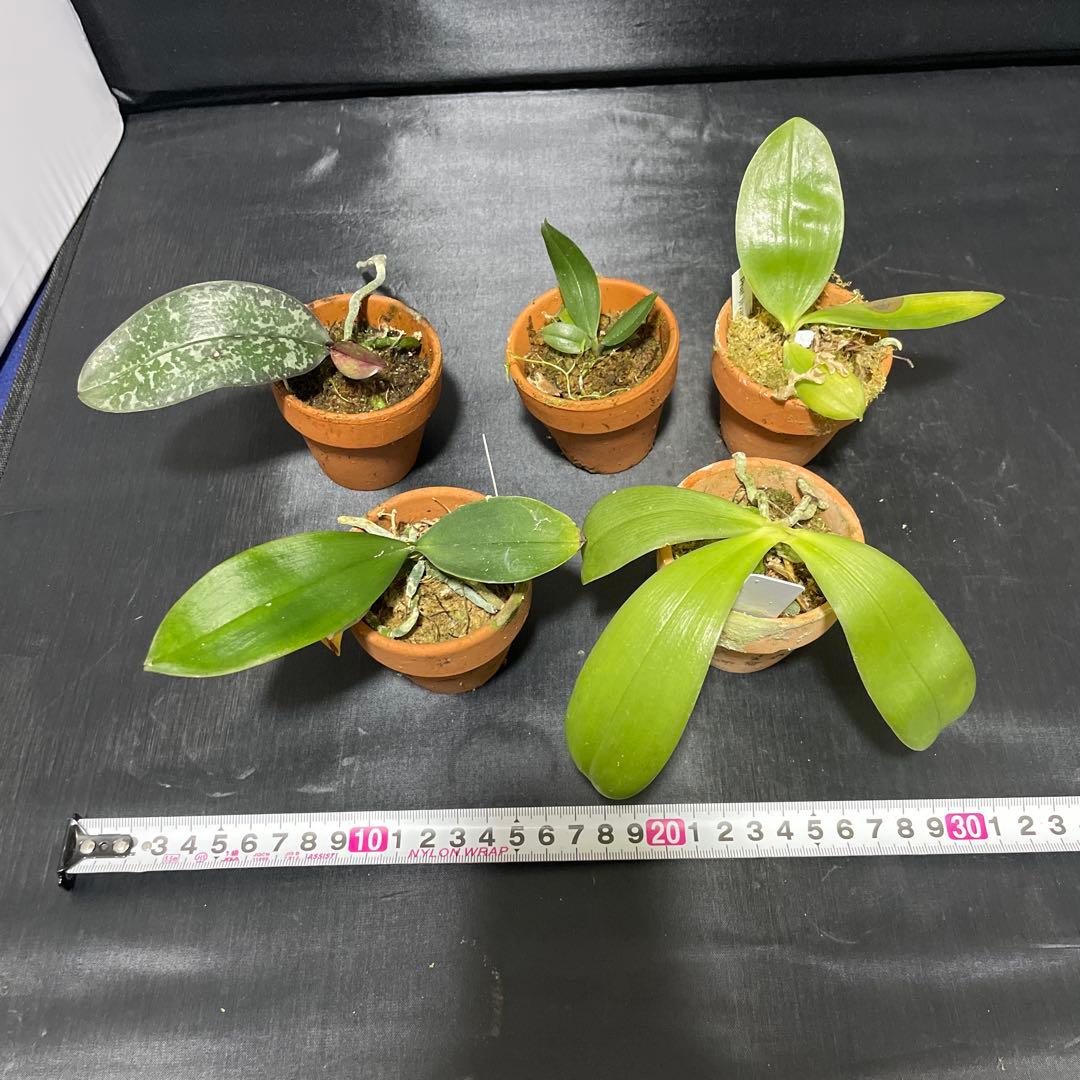 胡蝶蘭　原種　５株セット　年末の株整理セット　ファレノプシス　Phal