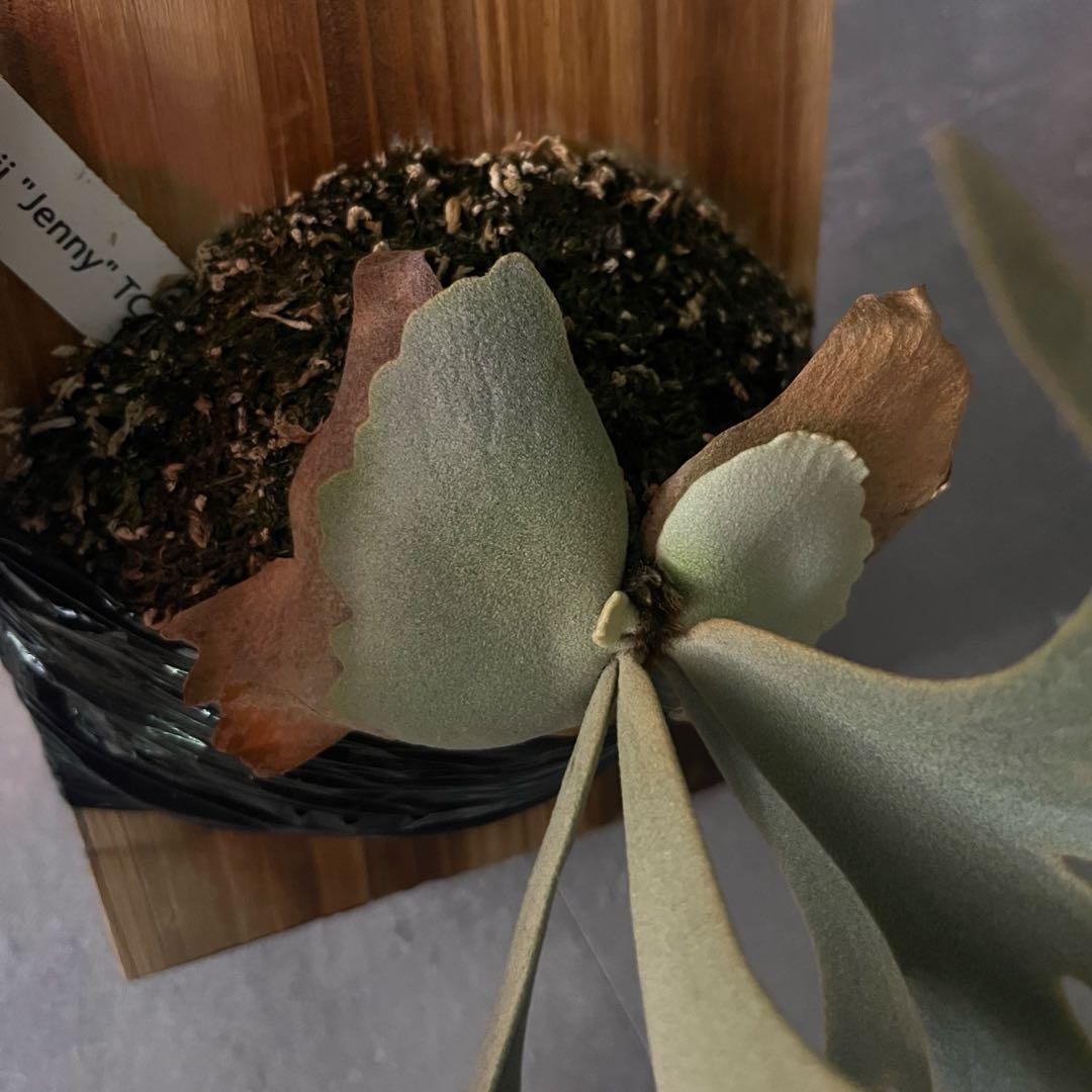 Jenny TC 中株　ビカクシダ　観葉植物