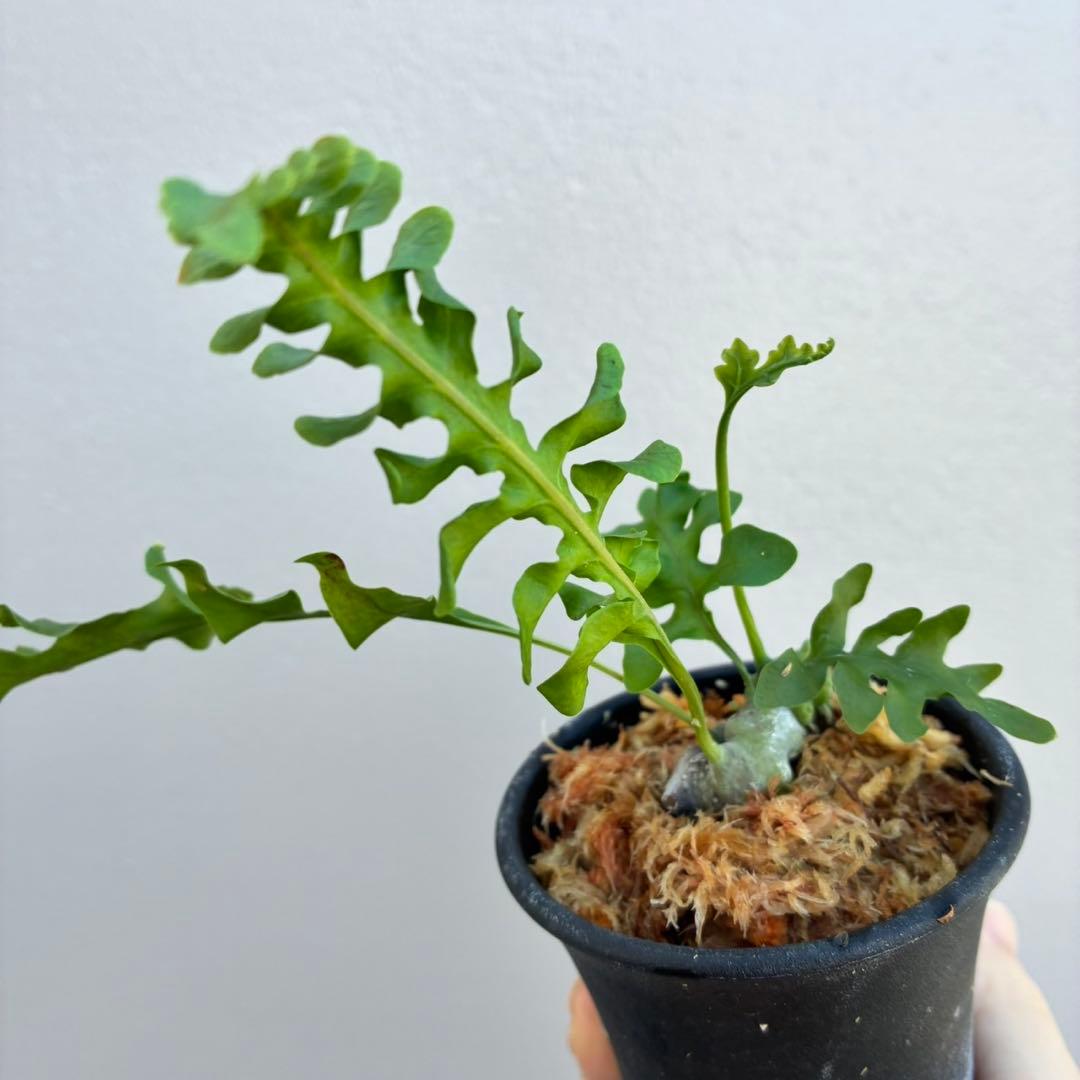 レカノプテリス　ルゾネンシスとイエローチップ