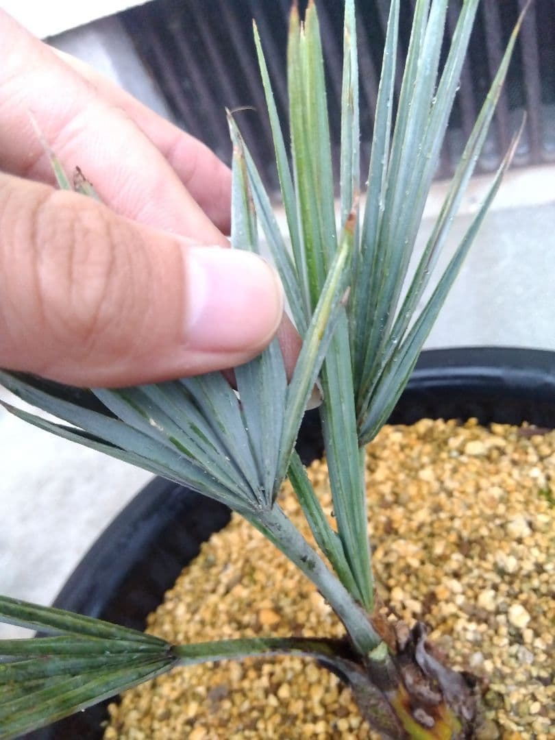 ブラヘアアルマータ　9号鉢つき　超短葉❗　⑤