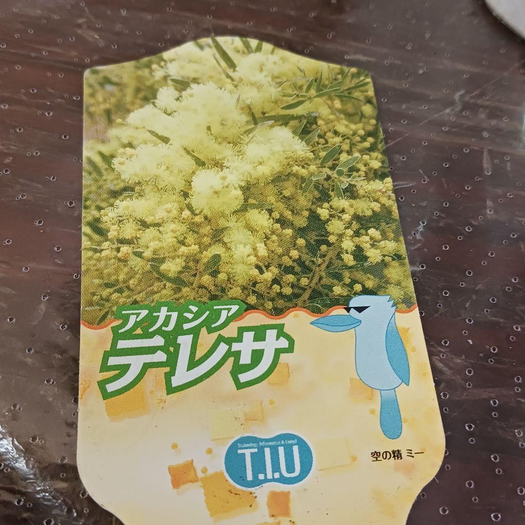 匿名送料込！　アカシアテレサ 7号鉢　小さな蕾つき