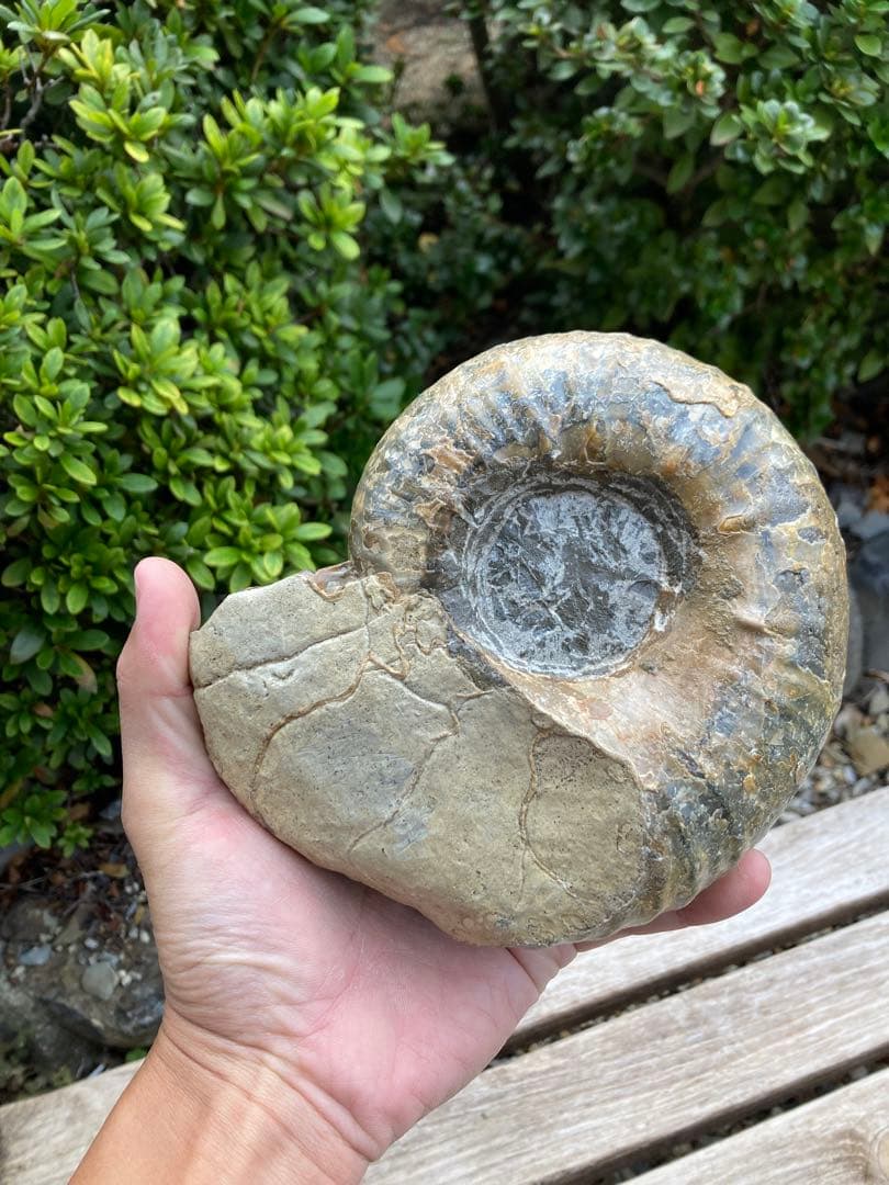 2kg まん丸なユーパキディスカスハラダイ　化石　アンモナイト　羽幌