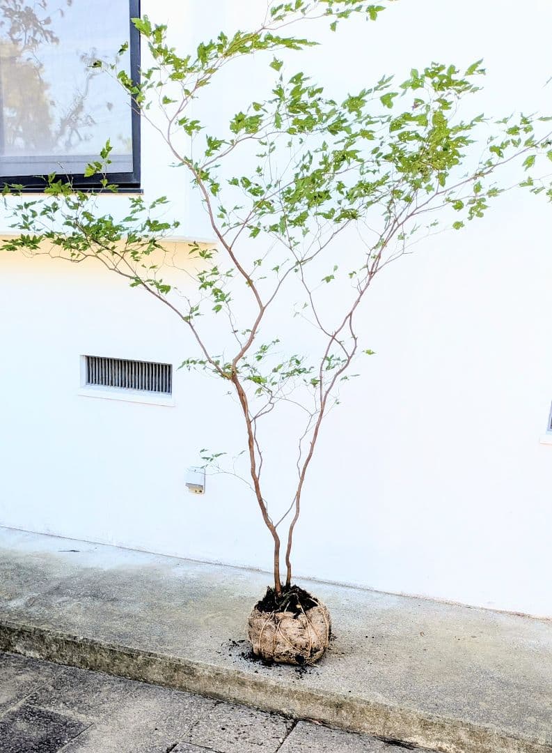 新春特価！極美。山採りシロモジ。