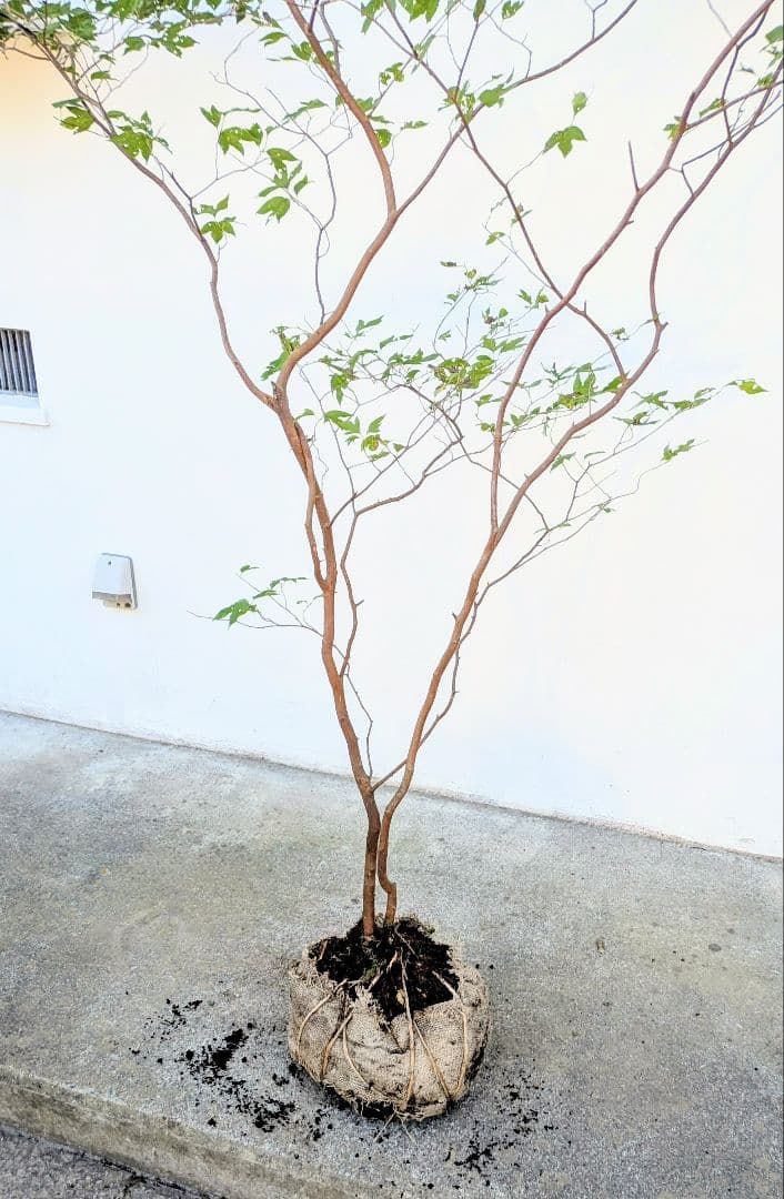 新春特価！極美。山採りシロモジ。