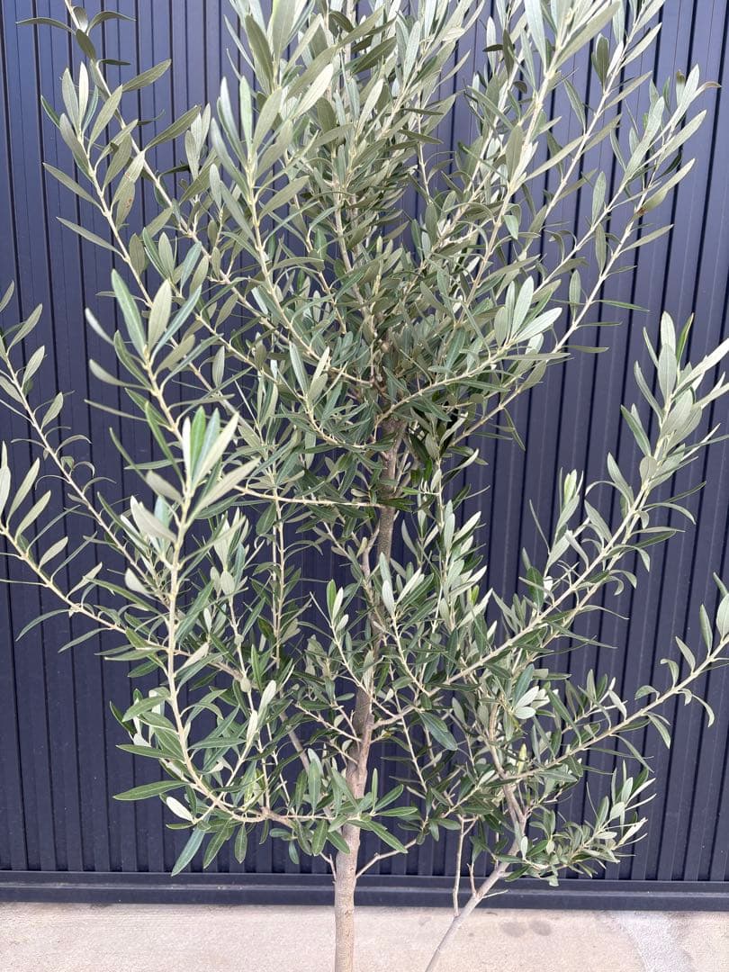 ■オリーブ■シプレッシーノ■シンボルツリー■