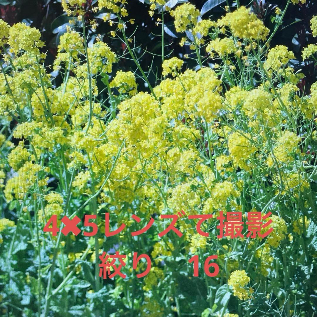 トヨビューG Canon EOS マウント カメラで撮影可ニッコール150㍉追加