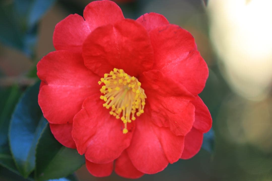 Canon キャノン　100mm F2.8 マクロレンズ　美品