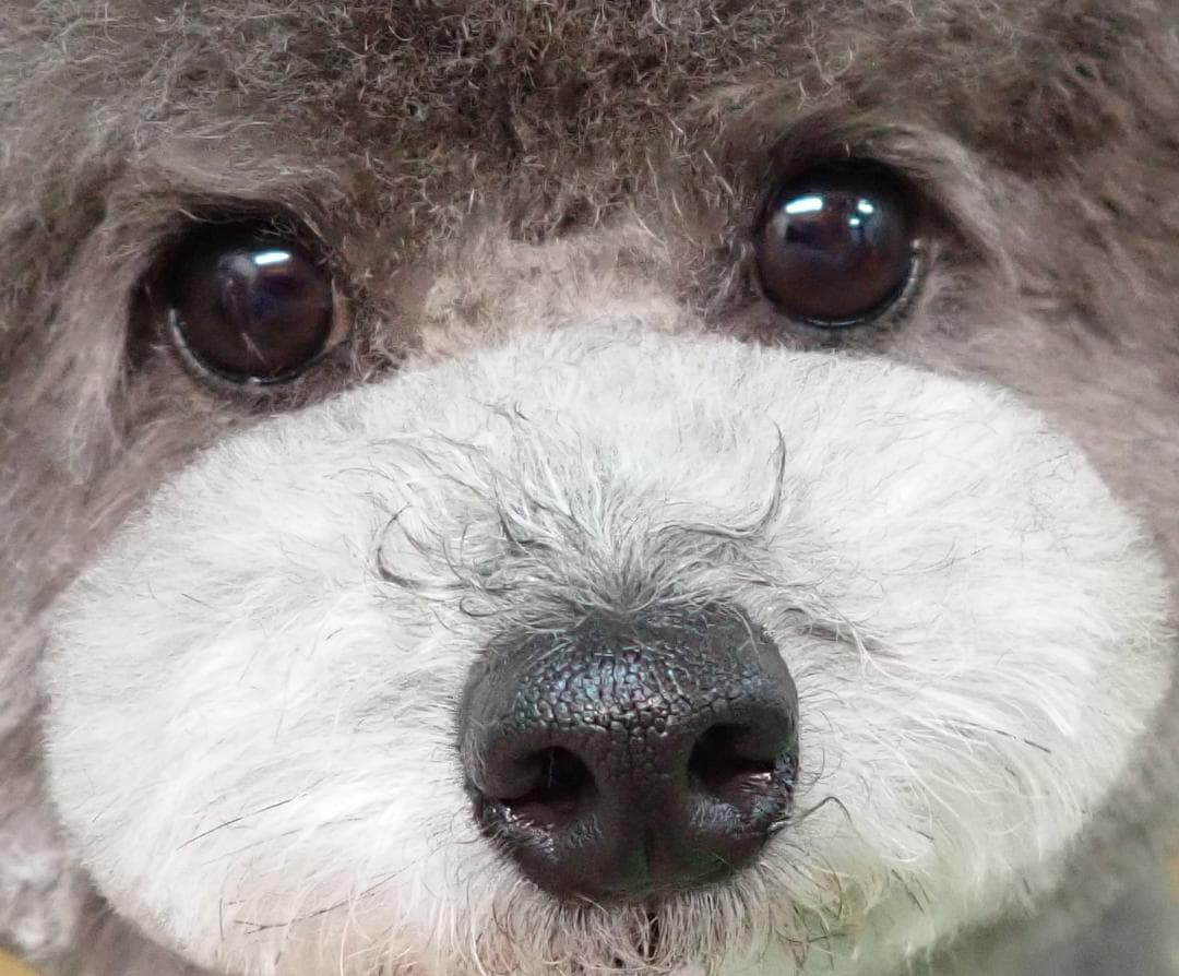 ★年末セール中★Fenice製★ギザ刃カーブシザー★6.5インチ★１０％OFF★