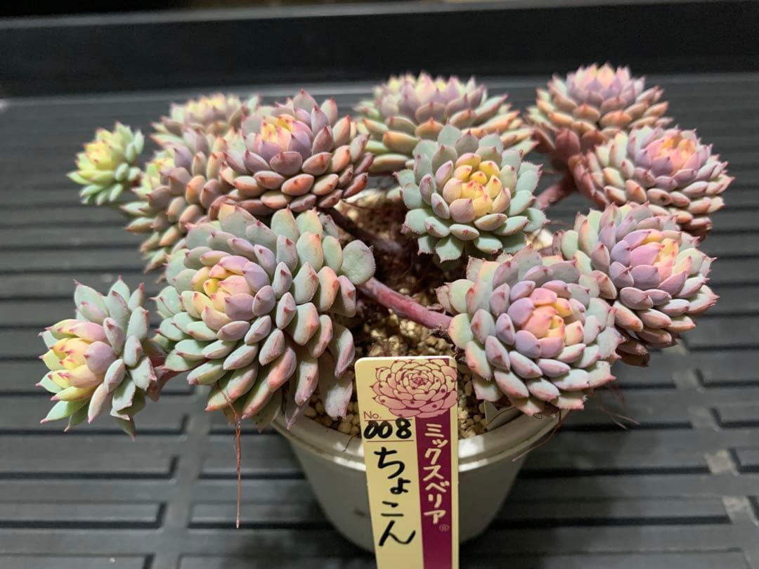 ちょこん　札付き　鉢のままメルカリ便　超大株　3号鉢　13頭 ミックスベリア