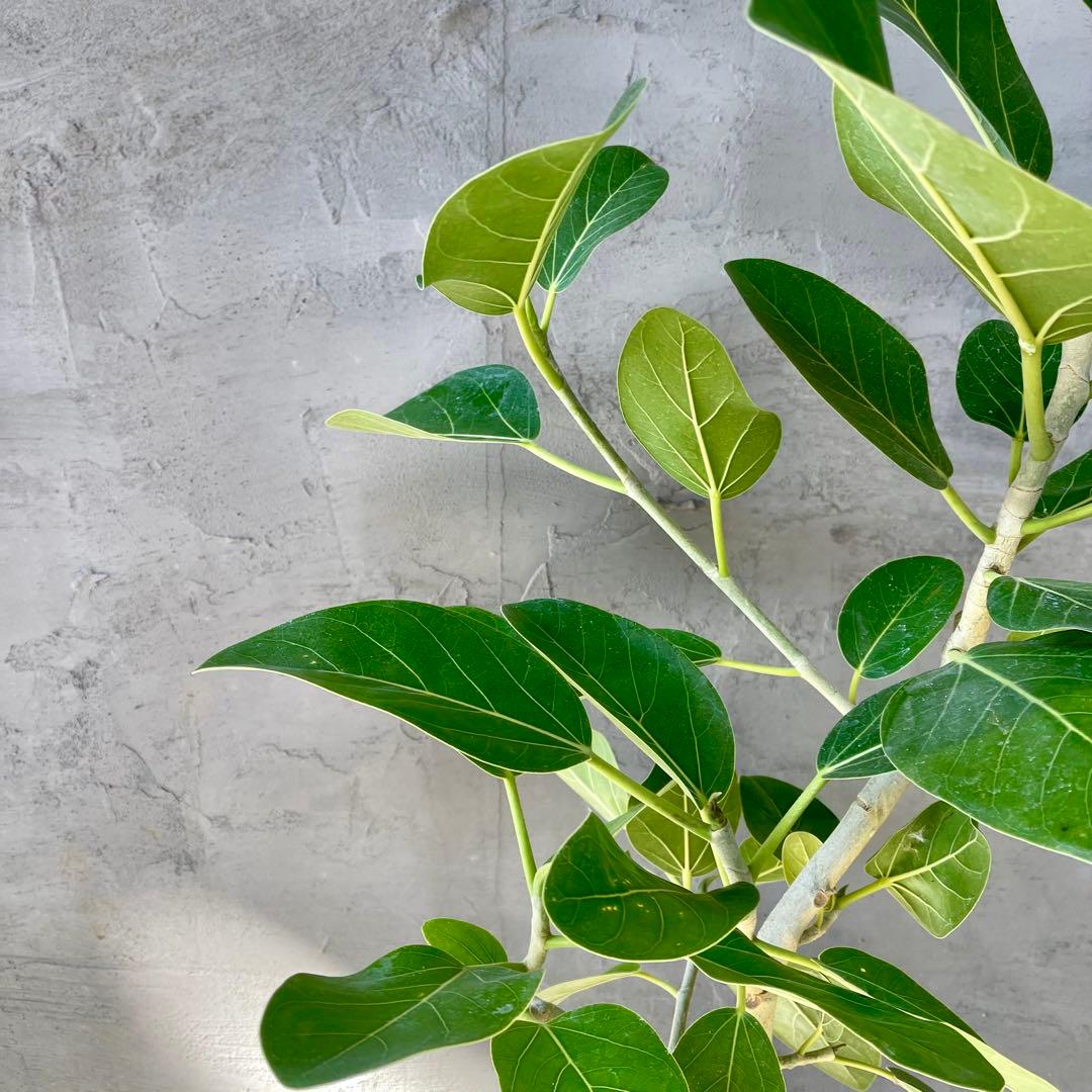 フィカス　ベンガレンシス　オードリー　8号　陶器鉢　植え込み発送