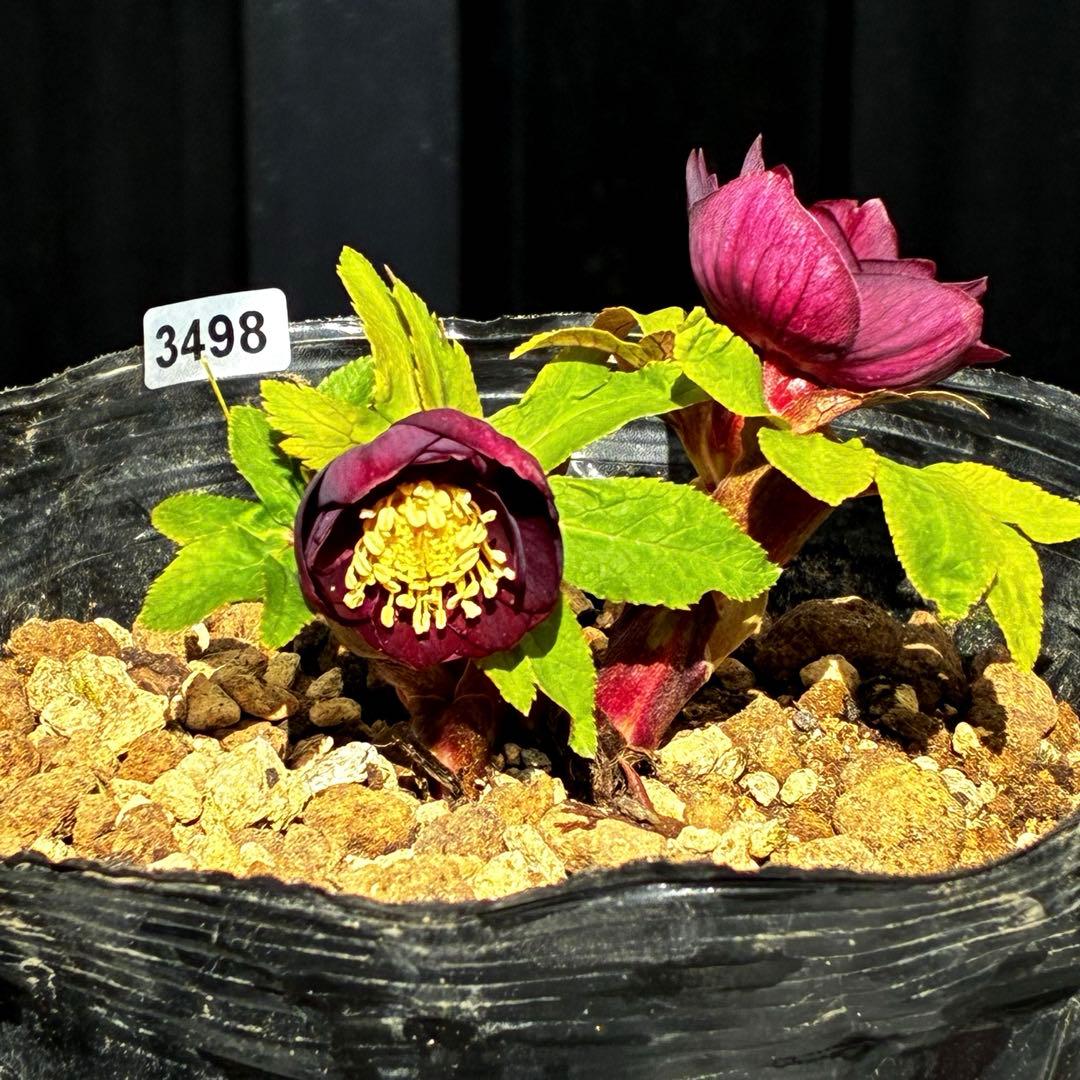 ラ*ク様 3498☘️蕾花付き☘️極上☘️⭐️コロコロ小輪⭐️紅赤オーレア⭐️コ