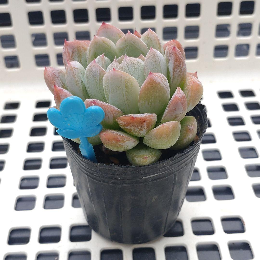 多肉　エルサ　③　抜き苗