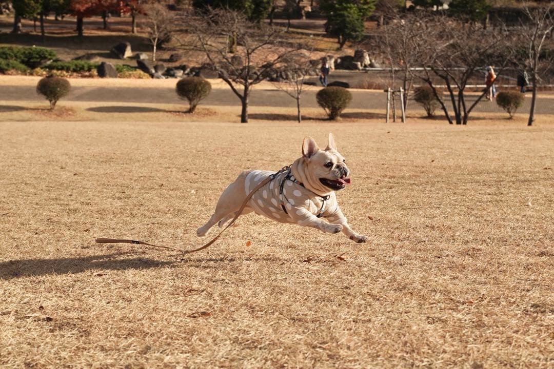 総額47万円相当のCanon EOS 6D Mark Ⅱ セット販売