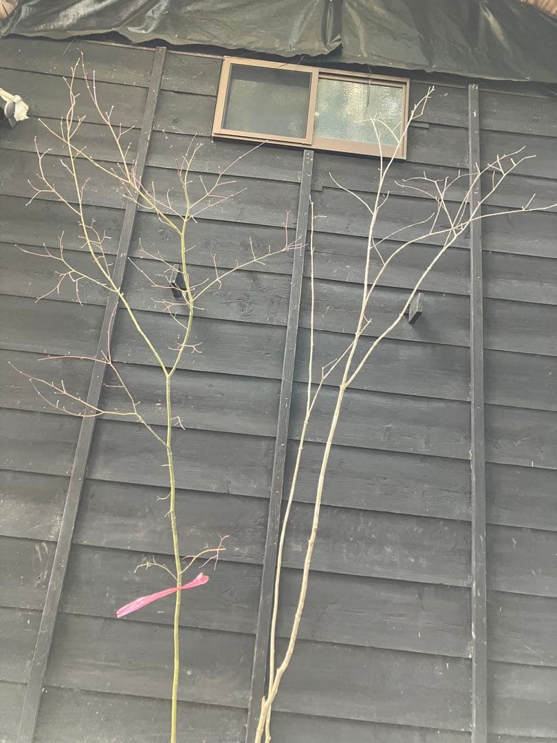 専用　山採り　アオダモ　コハウチワカエデ 混合株　52アオダモ