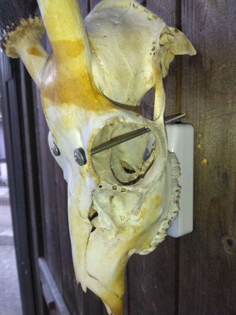 鹿の頭骨 置物 壁掛け　天然キャラメル色　マーブル模様