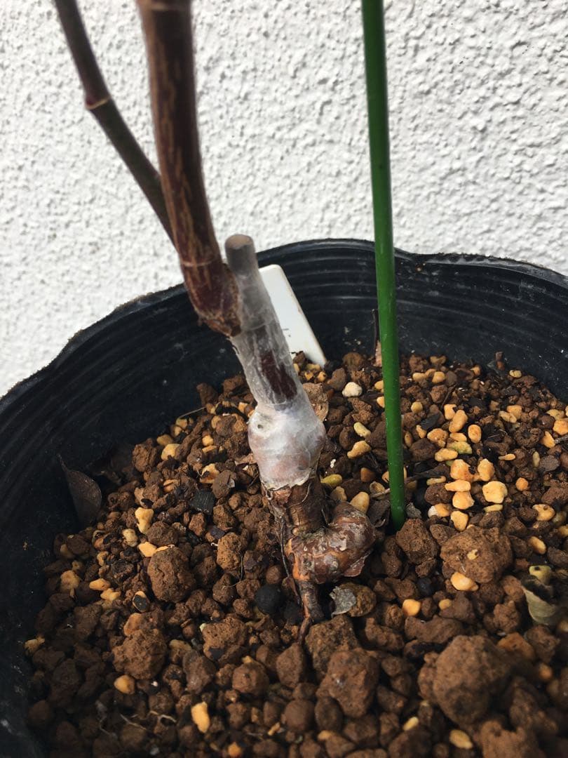 ろんしゃんさま専用　おまとめ３点バラ苗　切り花品種