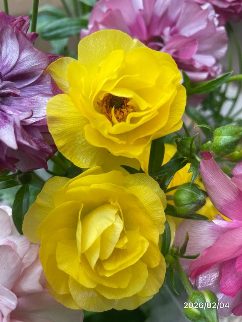 2/4　入荷商品　　　ラナンキュラス　ラックス　6種類　5号　化粧鉢