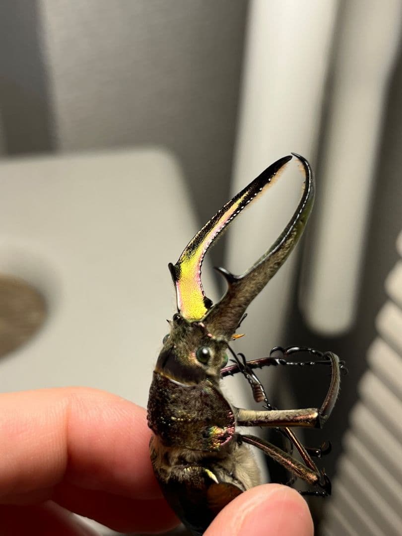 【顎裏PURPLE】ギガンテウスシワバネクワガタ 昆虫標本 ニジイロクワガタ