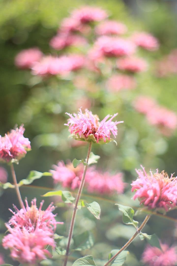 YASHICA AUTO YASHINON-DX 50mm F1.7 光学美品