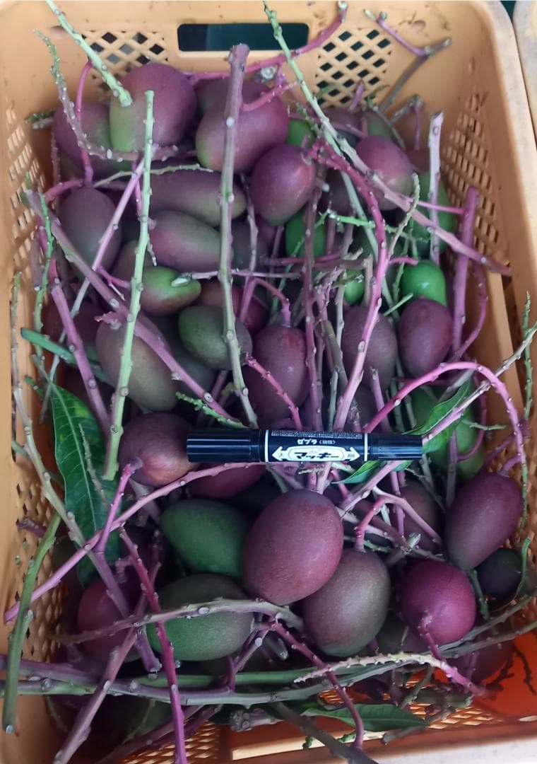 マンゴー+摘果 /11.5 kg including box