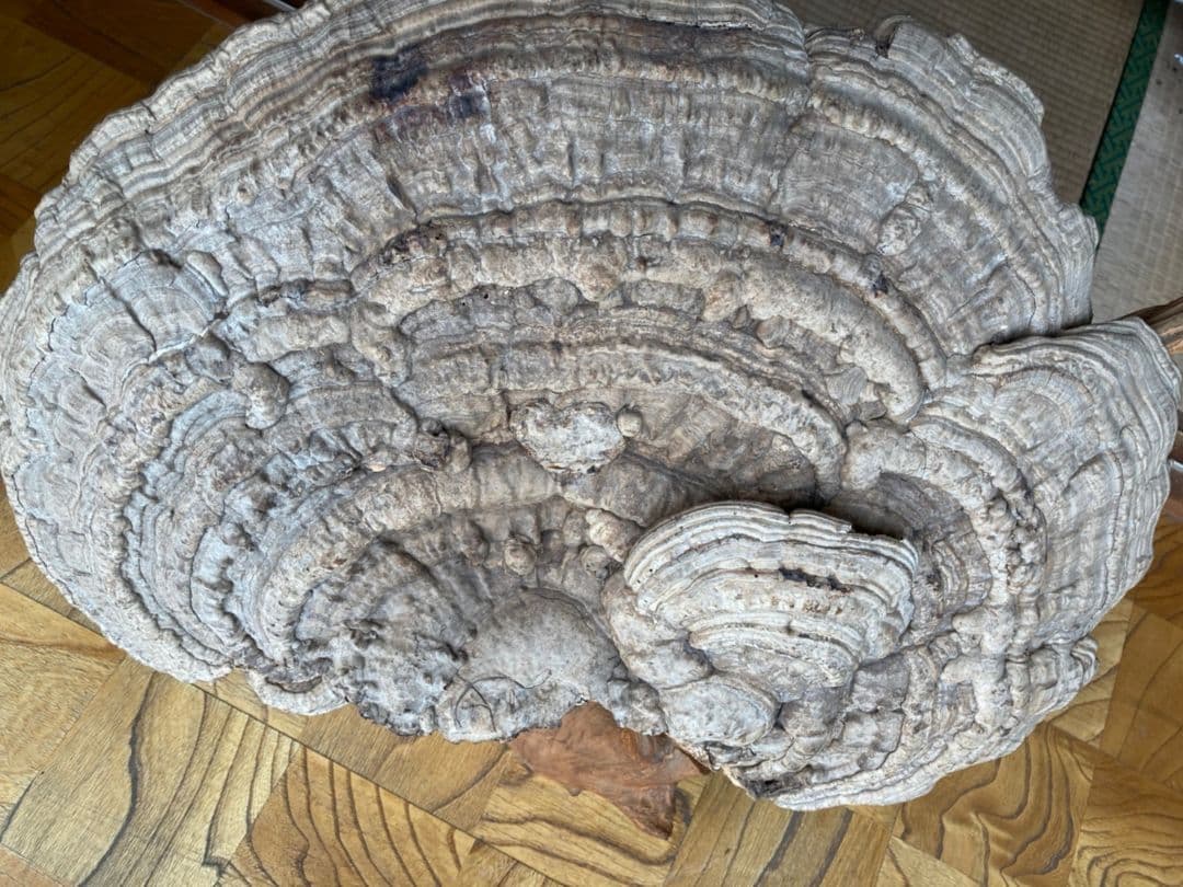 【幻サイズ】さるのこしかけ