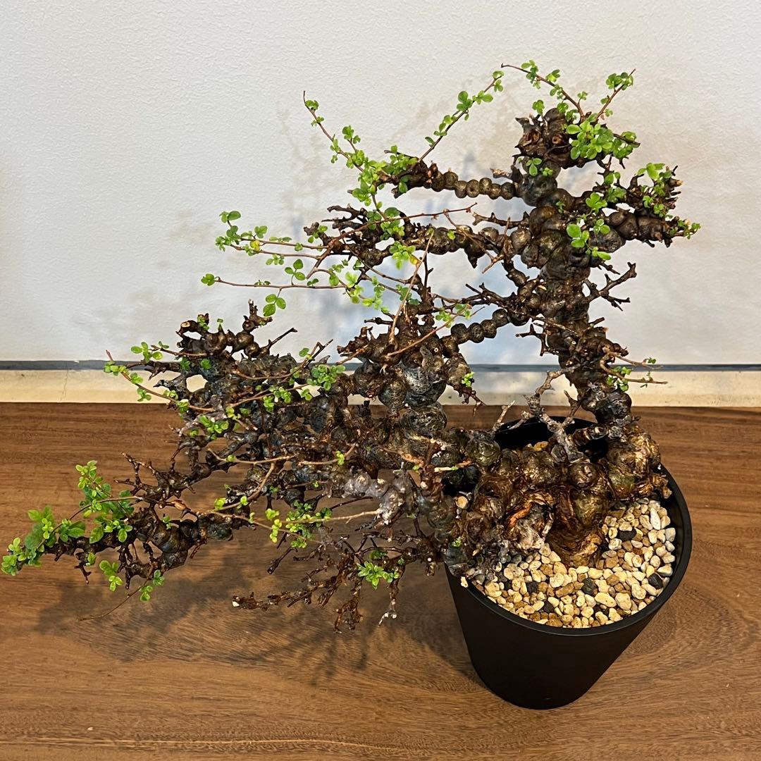 【希少株】コミフォラ エイル 現地球 発根済 塊根植物 サボテン コーデックス