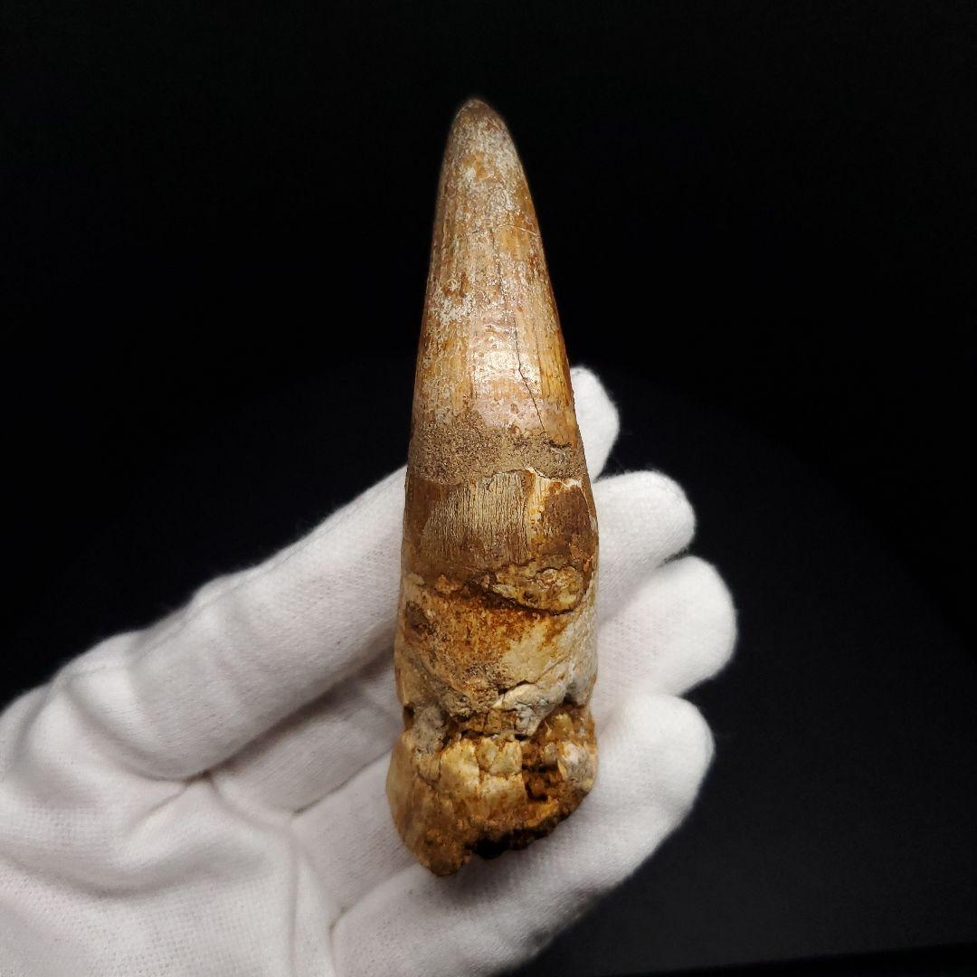 古代 ワニ エロスクス 歯 本物 化石 モロッコ産 86.96mm fr141