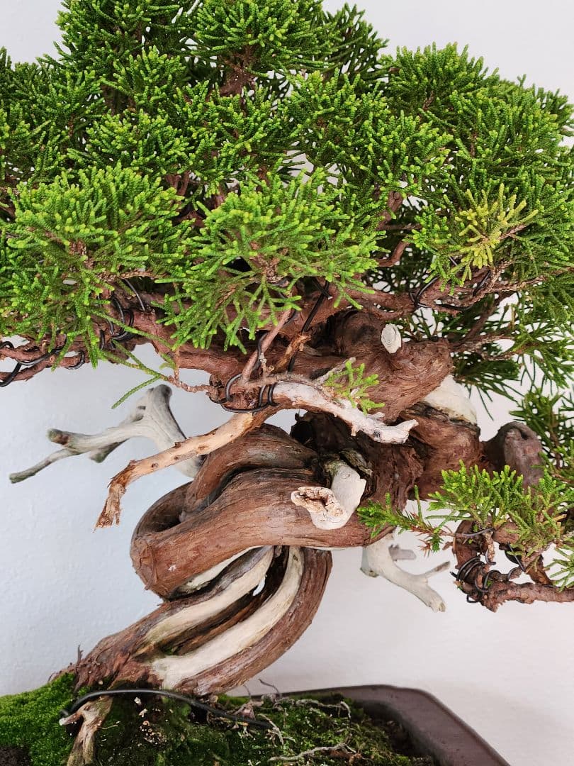 盆栽 真柏　松　盆栽鉢