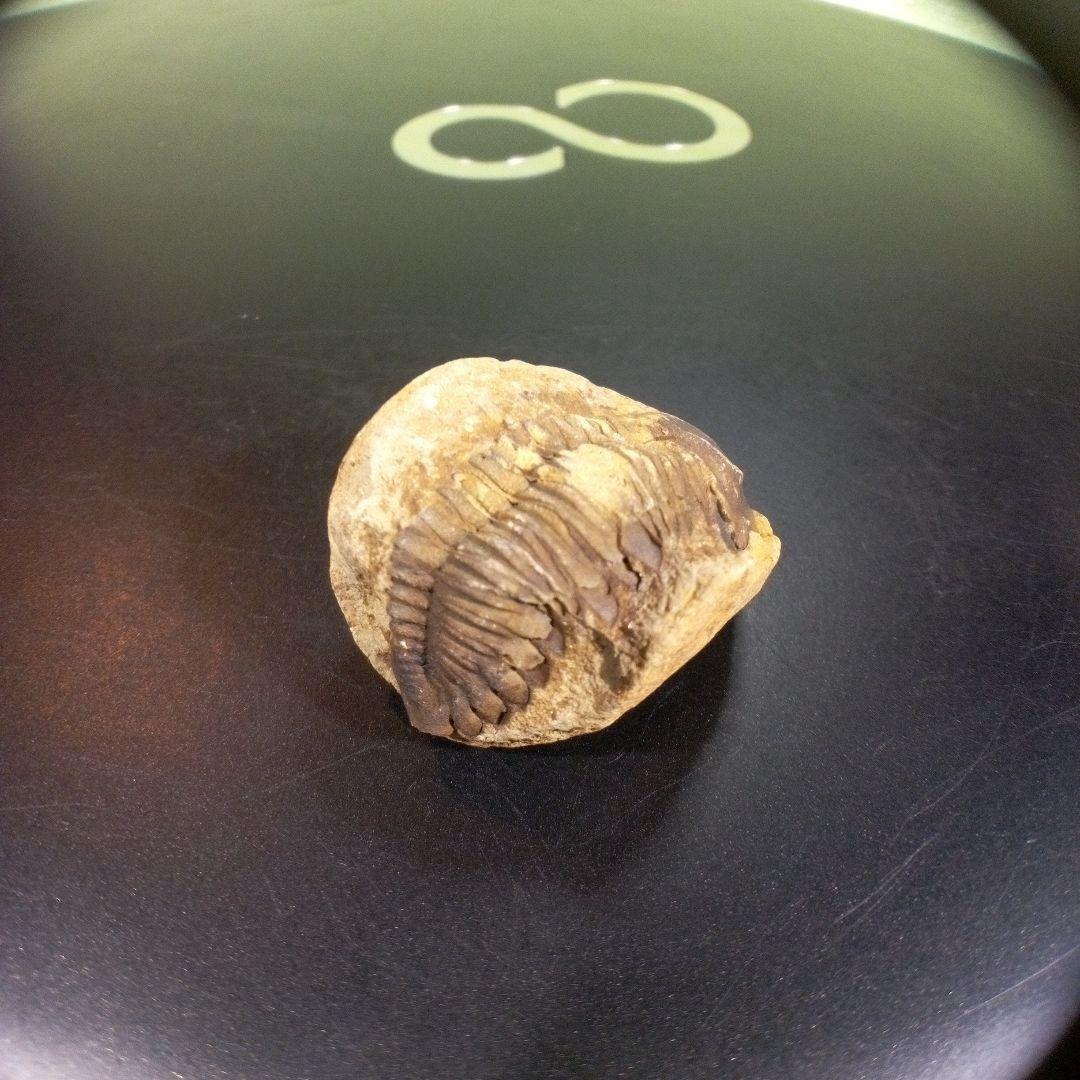 三葉虫　化石　fossil　ボリビア産　トライロバイト　三葉虫個体①