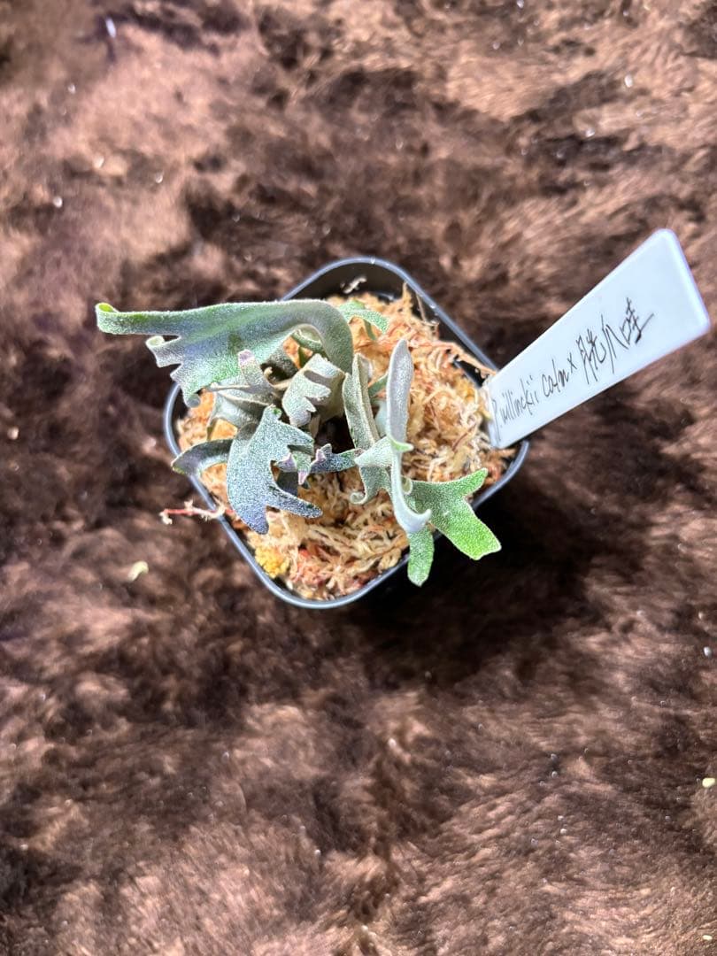 洋*草様 P.willinckii calm×月光爪哇 sporeling