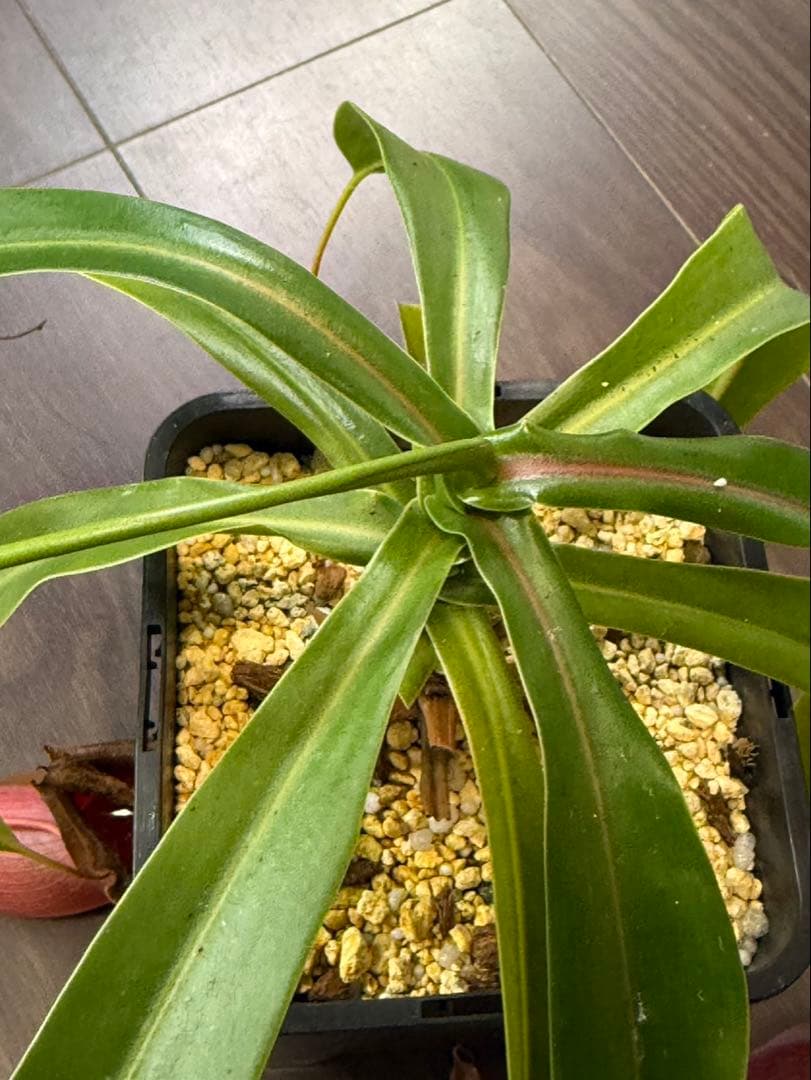 その他観葉植物 N. ventricosa Bicol, Luzon, Philippines.