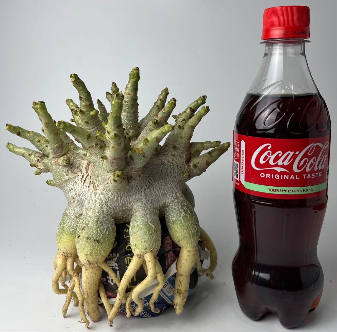 【ドワーフ/超極太 】アデニウム アラビカム ゴジ タコ足仕立て ④