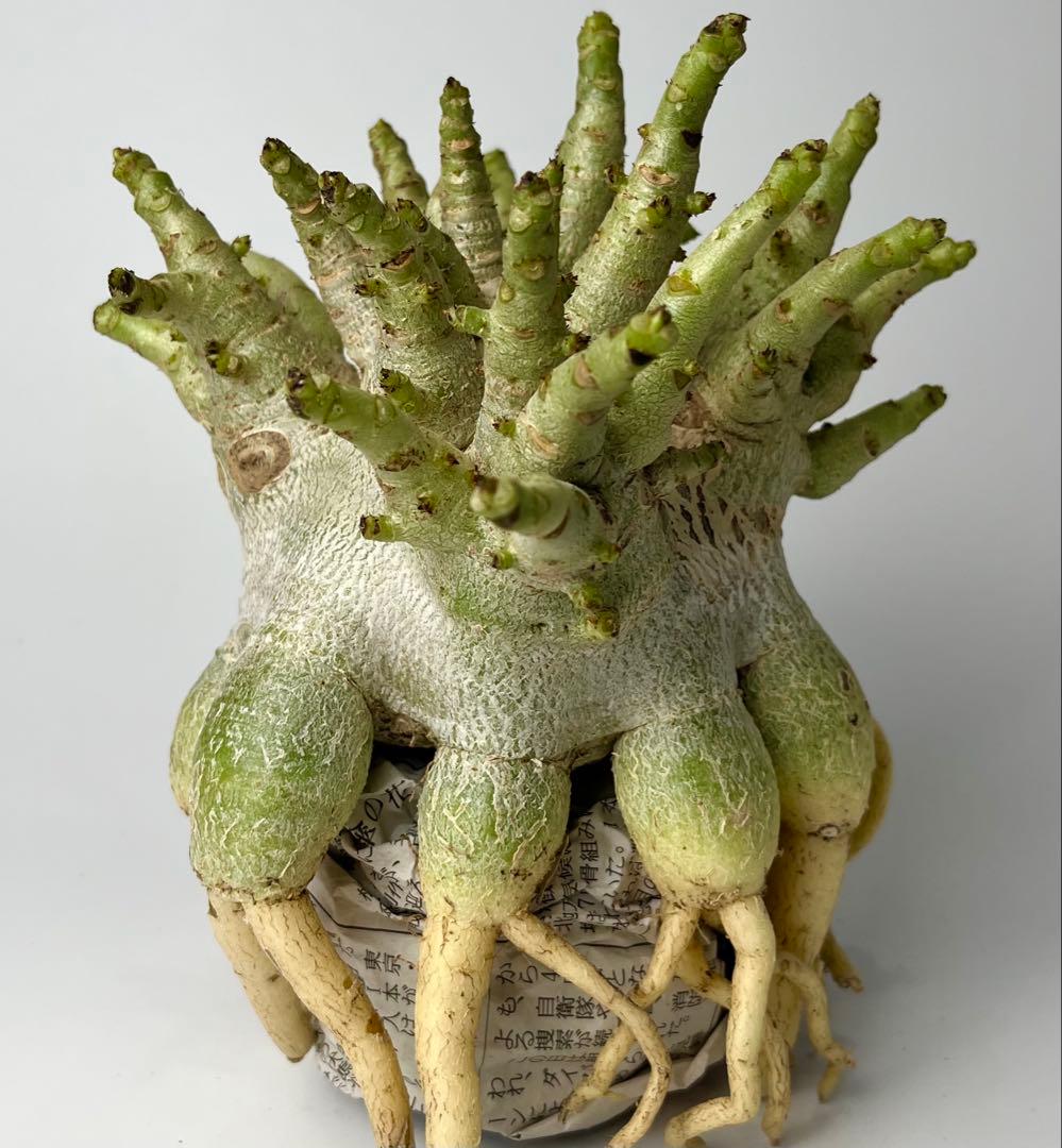 【ドワーフ/超極太 】アデニウム アラビカム ゴジ タコ足仕立て ④