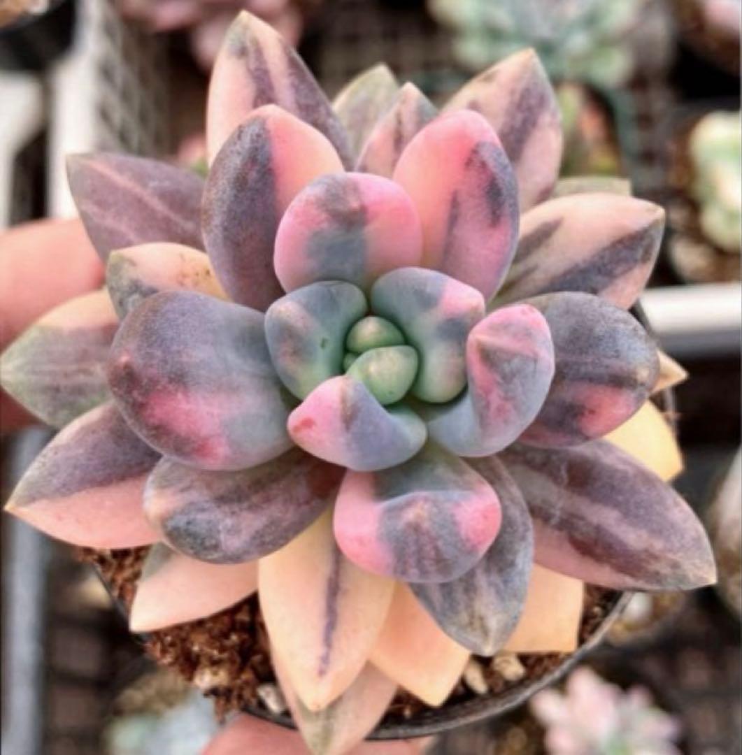 専用　マクライジング錦　紫麗殿錦　フローレンス錦×2 ピンクルビー錦