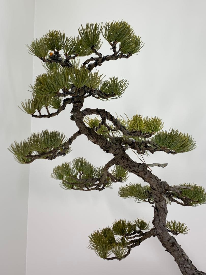 即展示可能　文人那須五葉松　古木（検索/真柏　黒松　赤松　捻転　懸崖　盆栽）