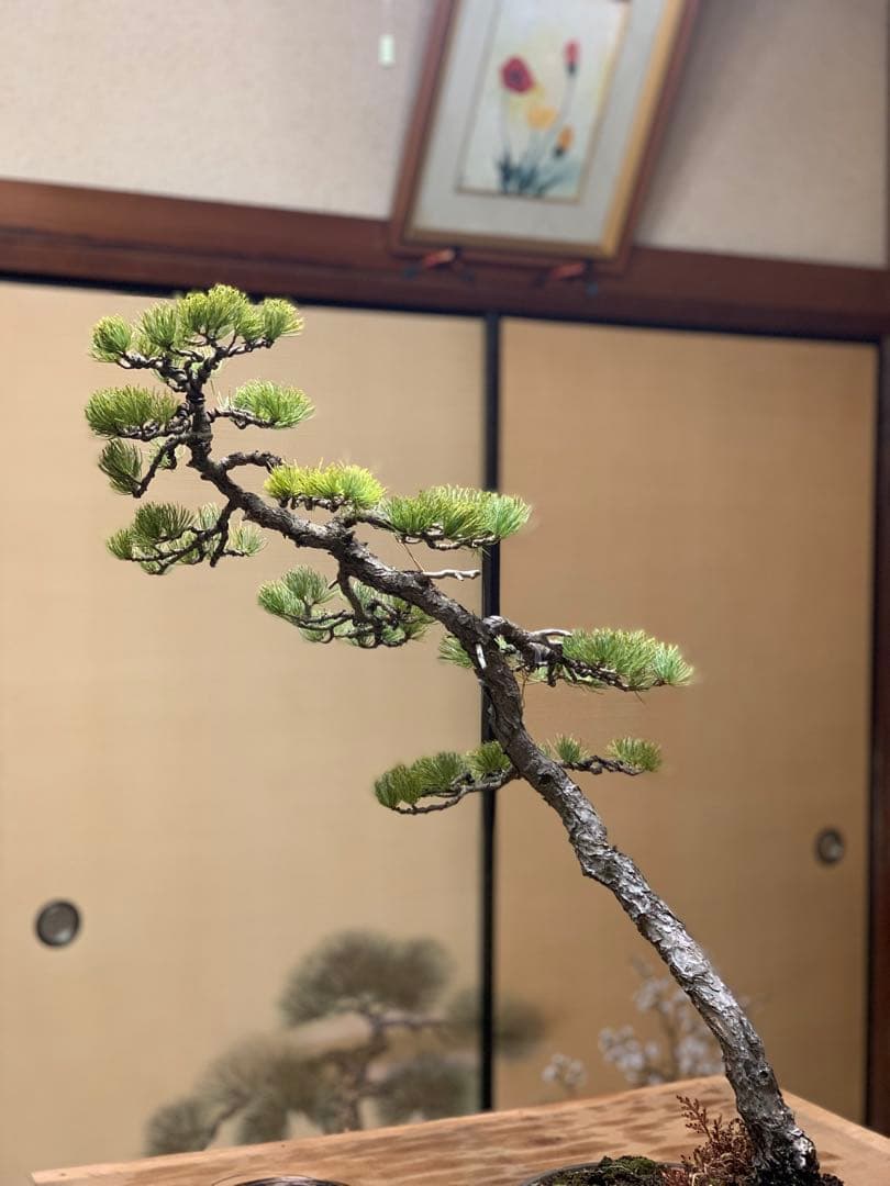 即展示可能　文人那須五葉松　古木（検索/真柏　黒松　赤松　捻転　懸崖　盆栽）