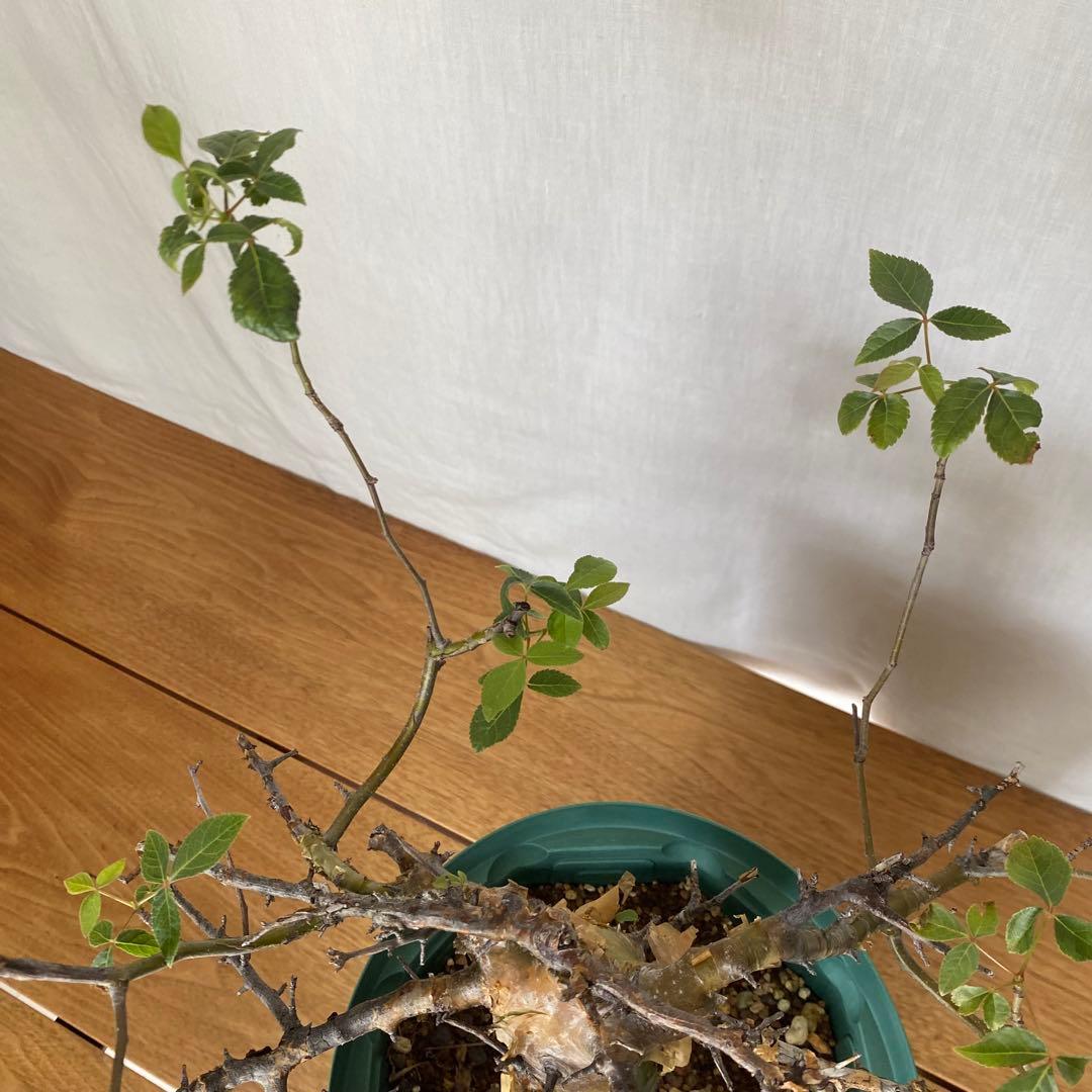 【休眠中】コミフォラ エミニー 7号