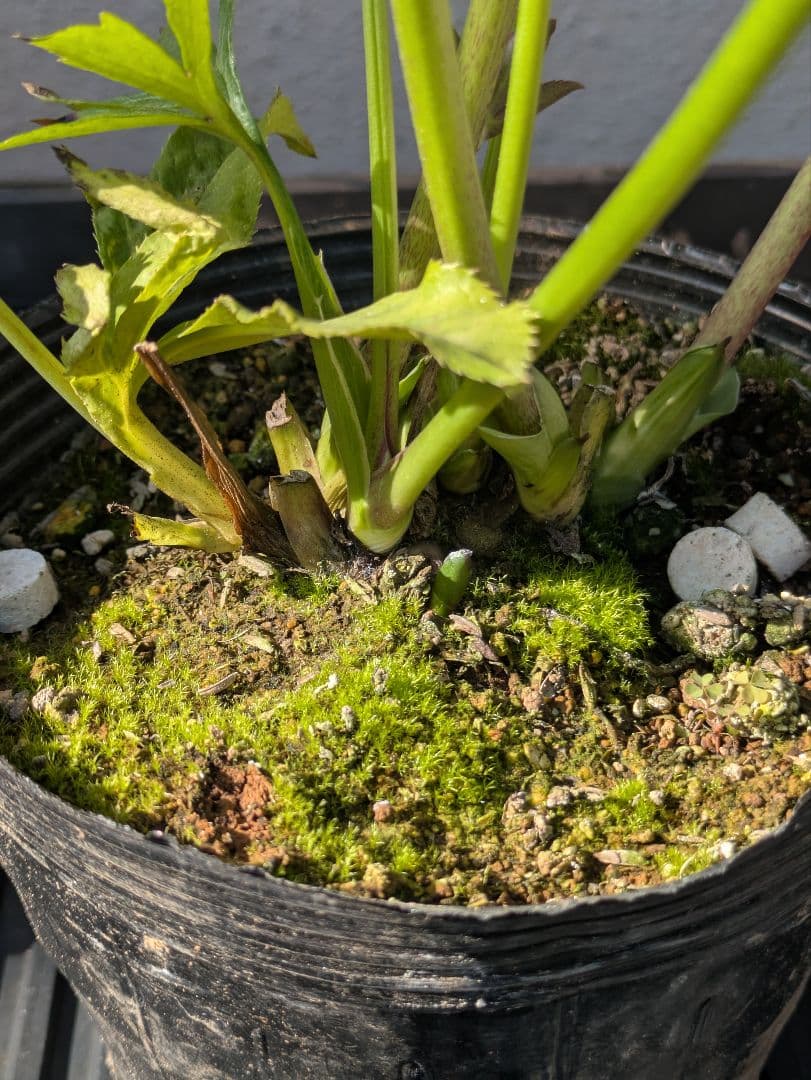 【一点物】広瀬園芸 クリスマスローズ スモーキーブラック 激シブベイン ダブル