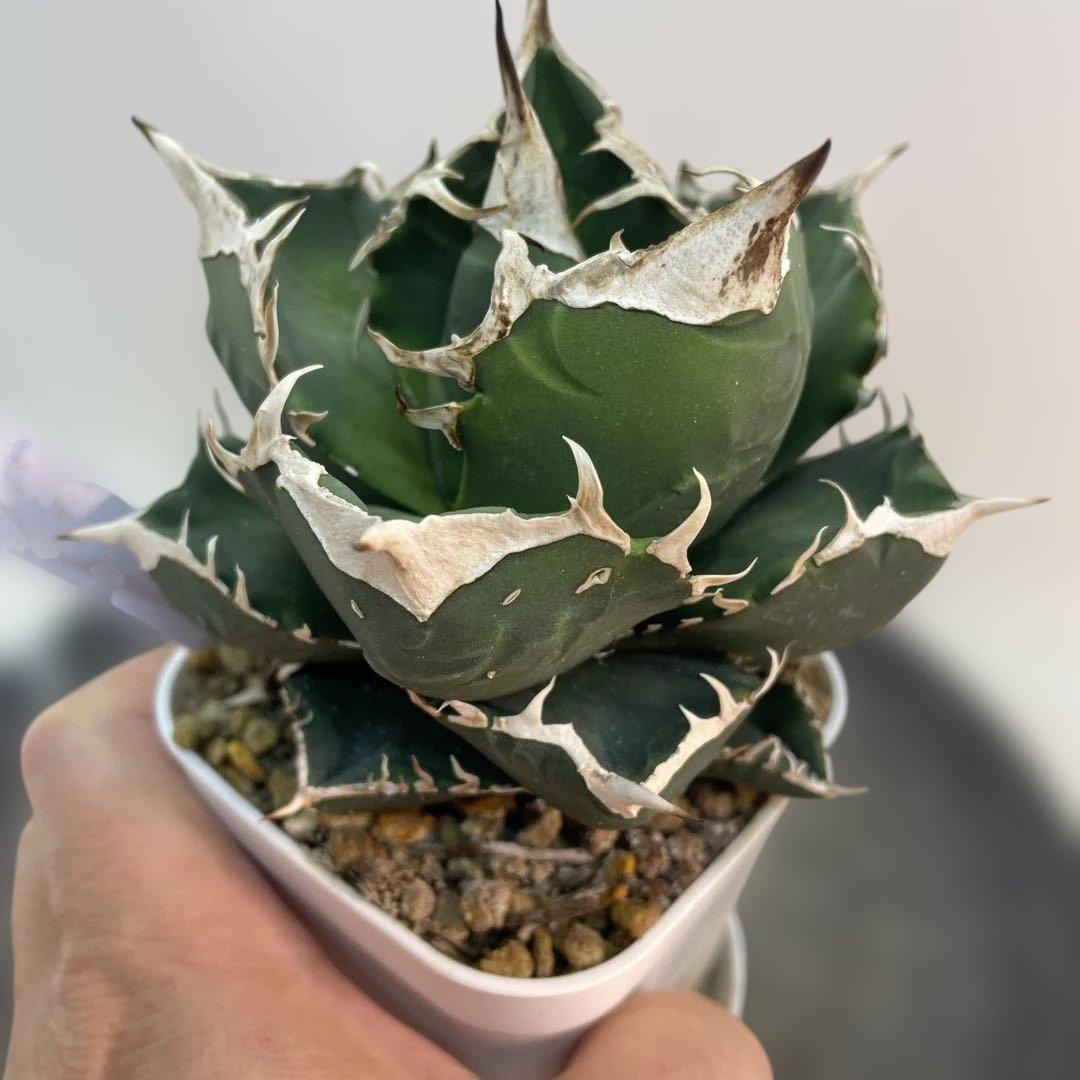 アガベ チタノタ　南アフリカダイヤモンド　SAD ミニ　特選コンパクト　OC株