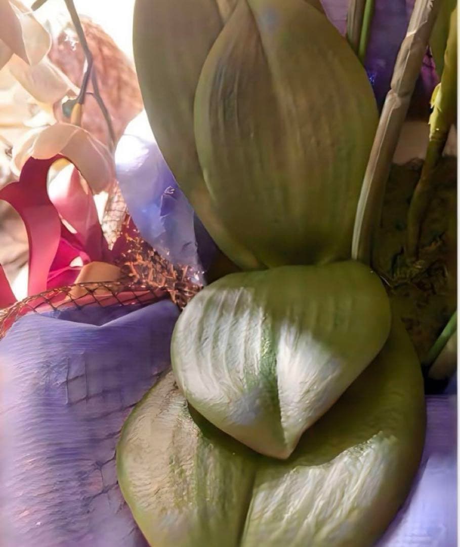 光触媒　人工観葉植物　ウォールグリーン　フェイクグリーン　胡蝶蘭754545@