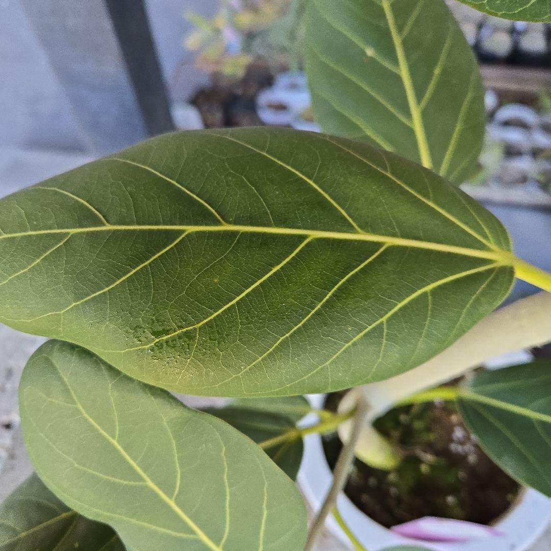 ⑤　フィカス　ベンガレンシオードリー曲がり仕立て　7号