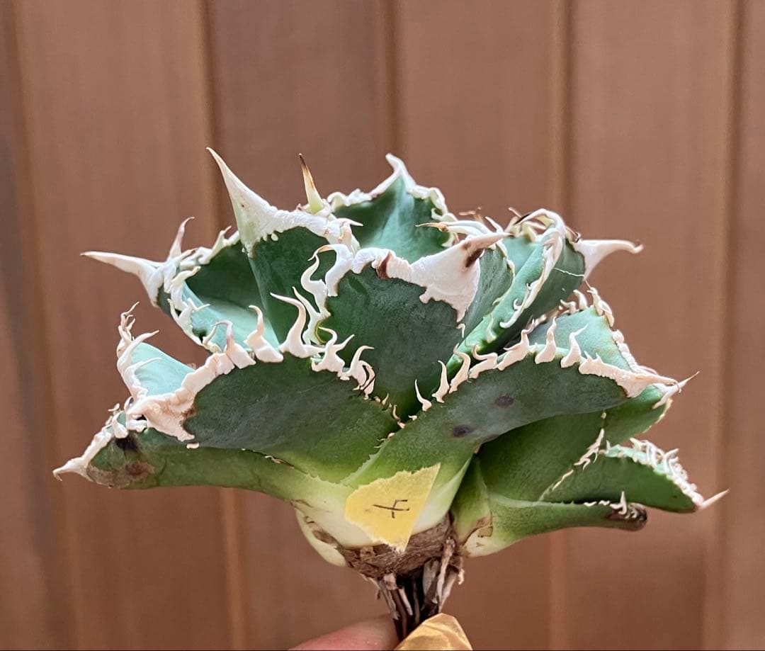 Y*i様 【初売りオークション】59 特選　子株2株付き　アガベ　チタノタ　白豪