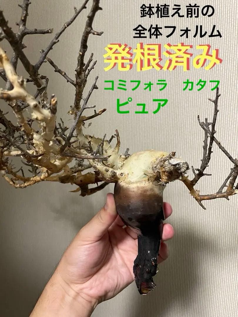 コミフォラ　カタフ　ピュア