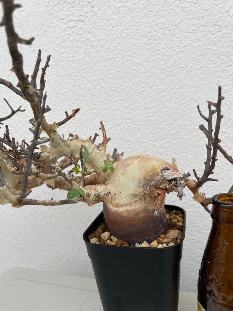 コミフォラ　カタフ　ピュア